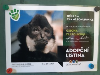 3.A si adoptovala gibona